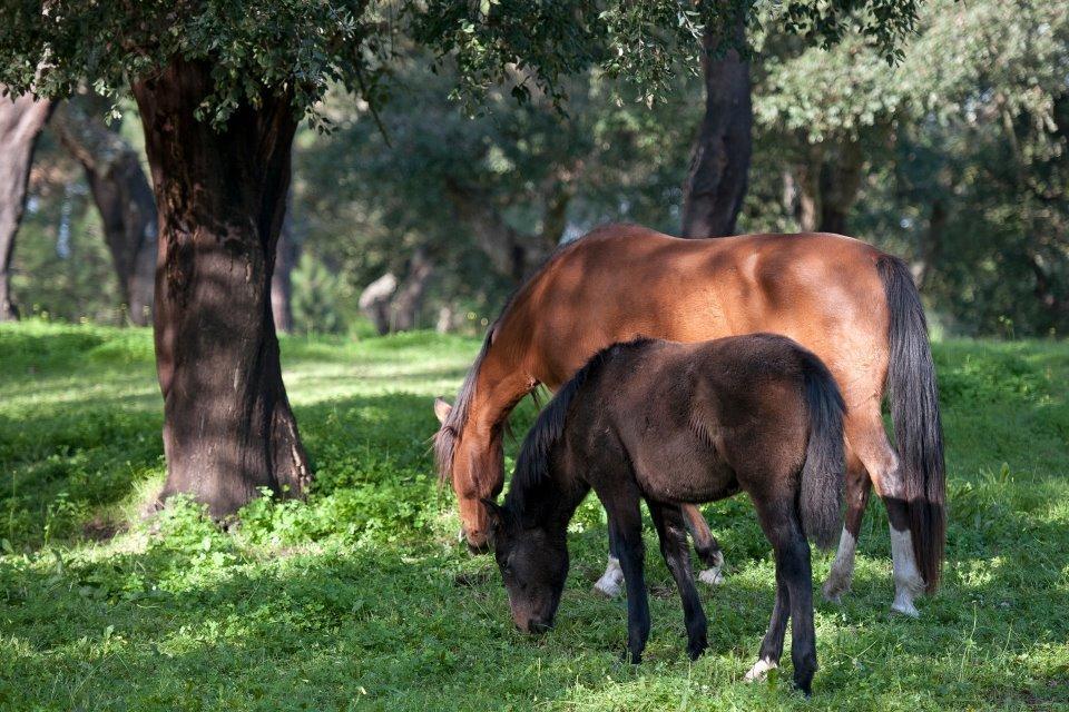 Coudelaria Vale Pau Coruche Exterior foto