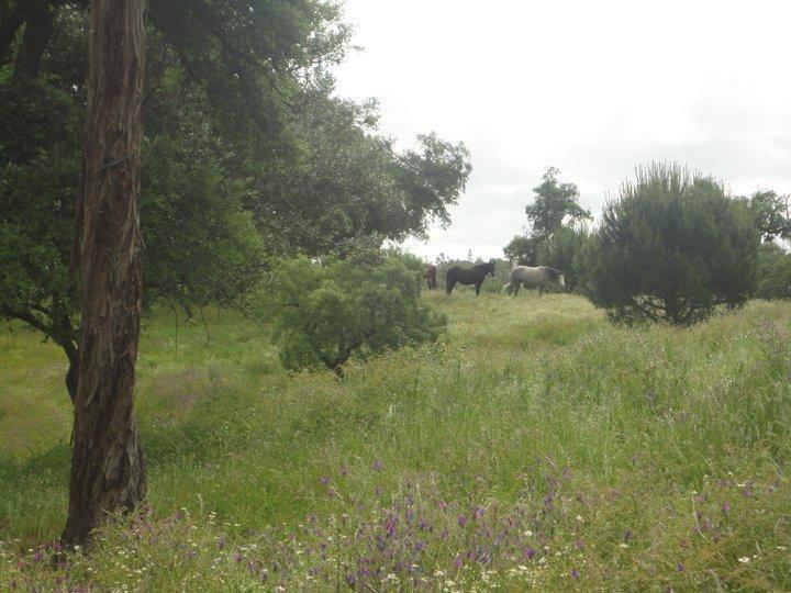 Coudelaria Vale Pau Coruche Exterior foto