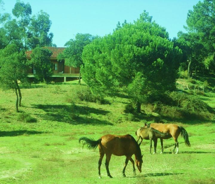 Coudelaria Vale Pau Coruche Exterior foto